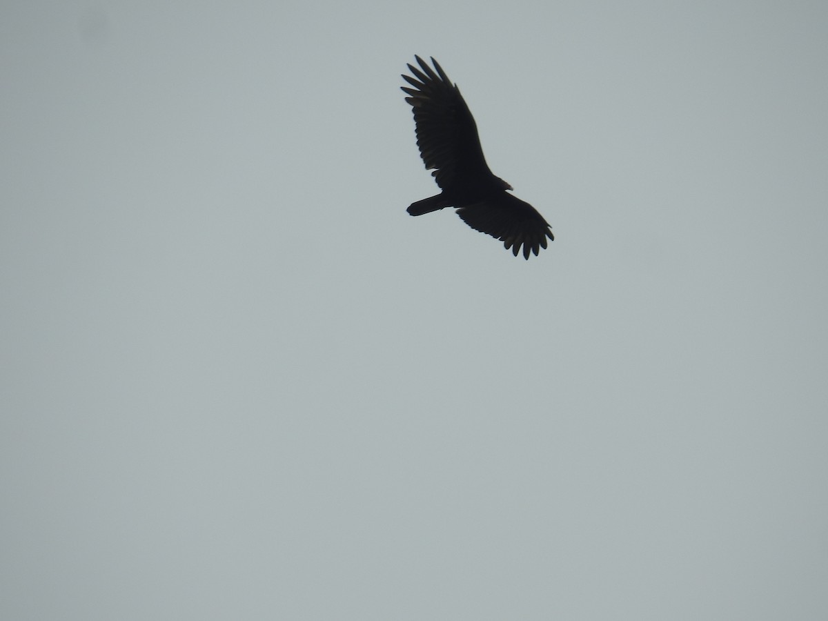 Turkey Vulture - ML646176885