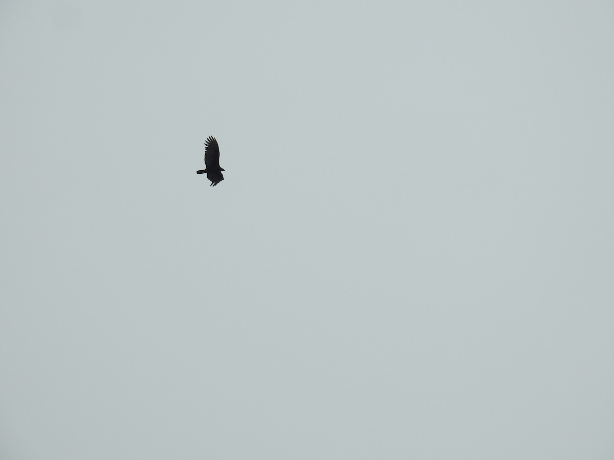 Turkey Vulture - ML646176886