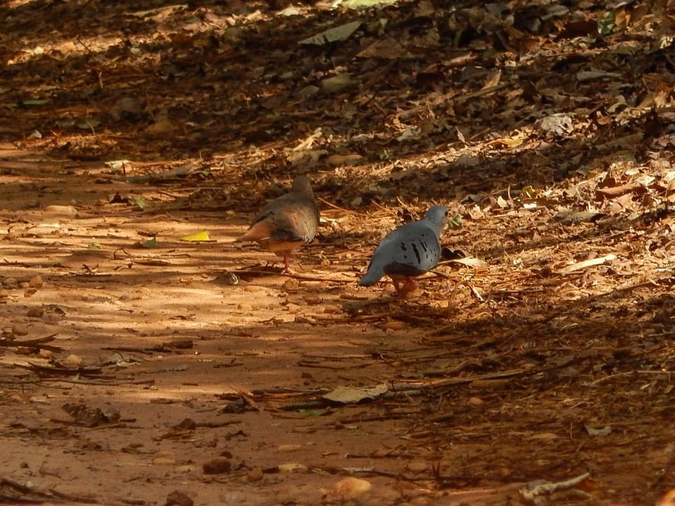Blue Ground Dove - ML646176890