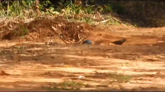 Blue Ground Dove - ML646176891