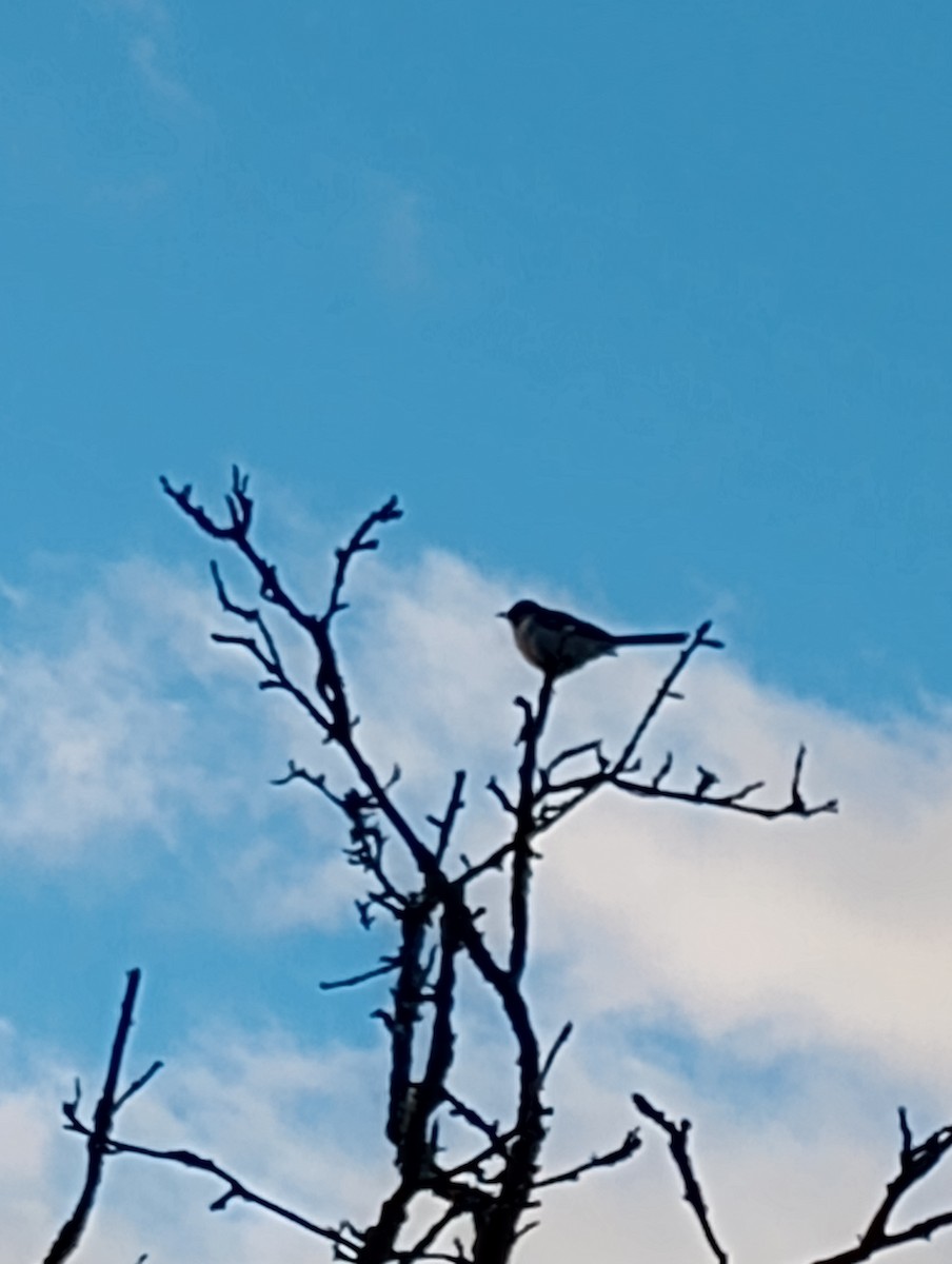 Kuzeyli Taklitçi - ML646176894