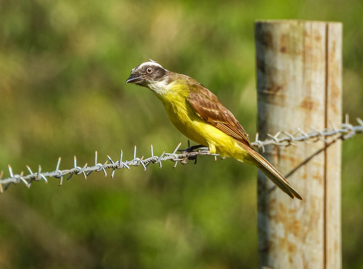 Tyran sociable - ML646176898