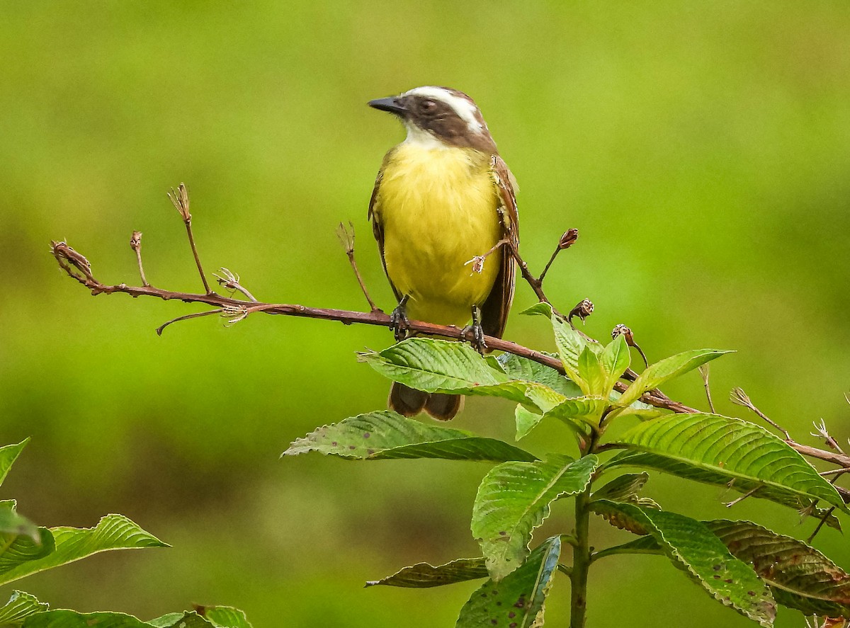 Tyran sociable - ML646176899