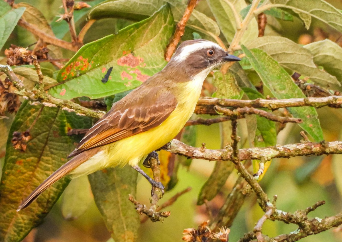 Tyran sociable - ML646176900