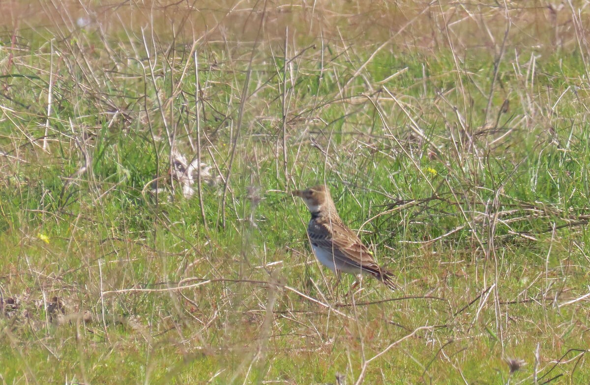 Calandra Lark - ML646176903