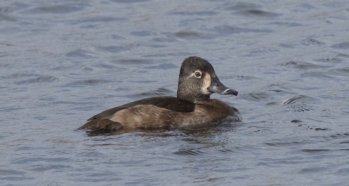 Moretta dal collare - ML646176904