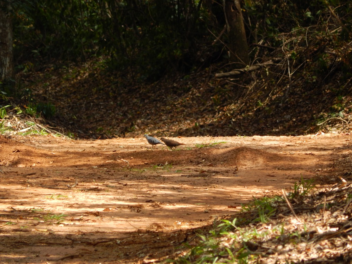 Blue Ground Dove - ML646176907
