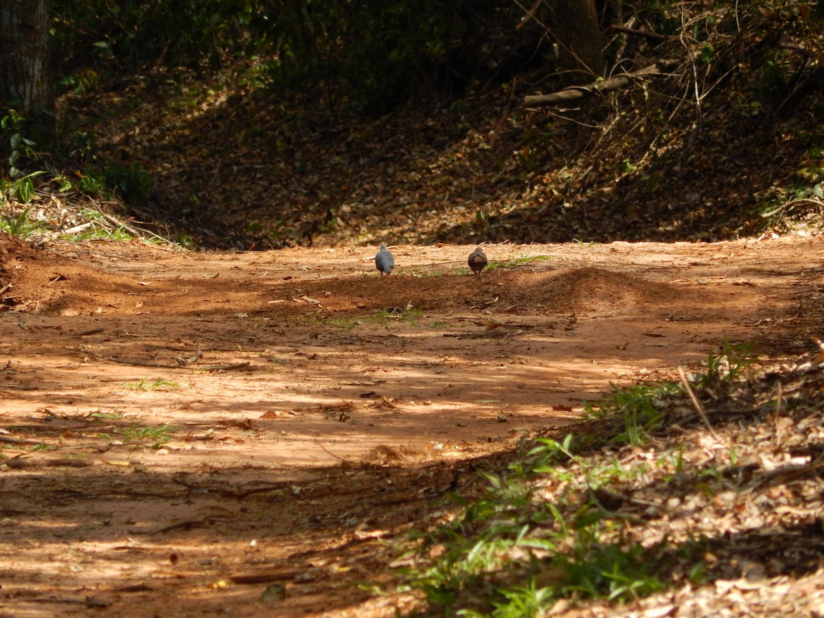 Blue Ground Dove - ML646176908