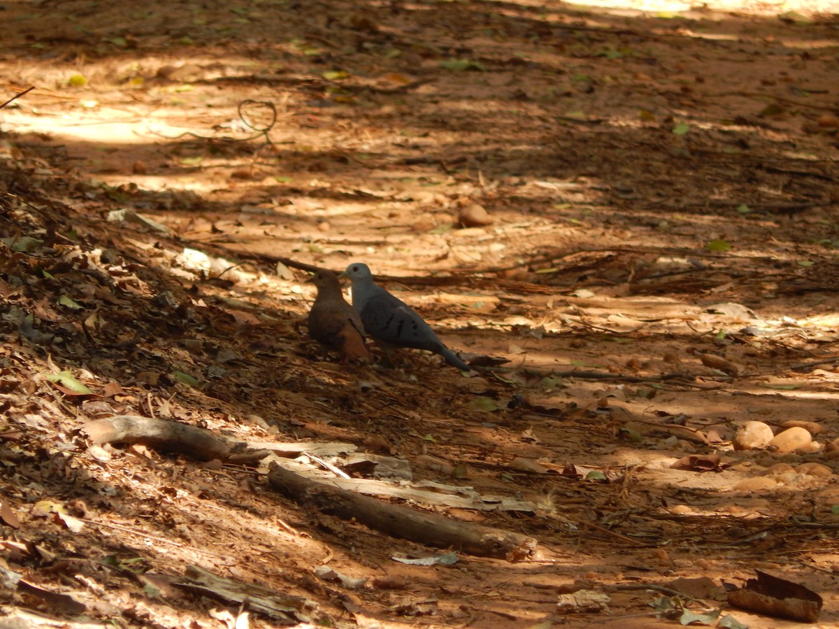 Blue Ground Dove - ML646176909