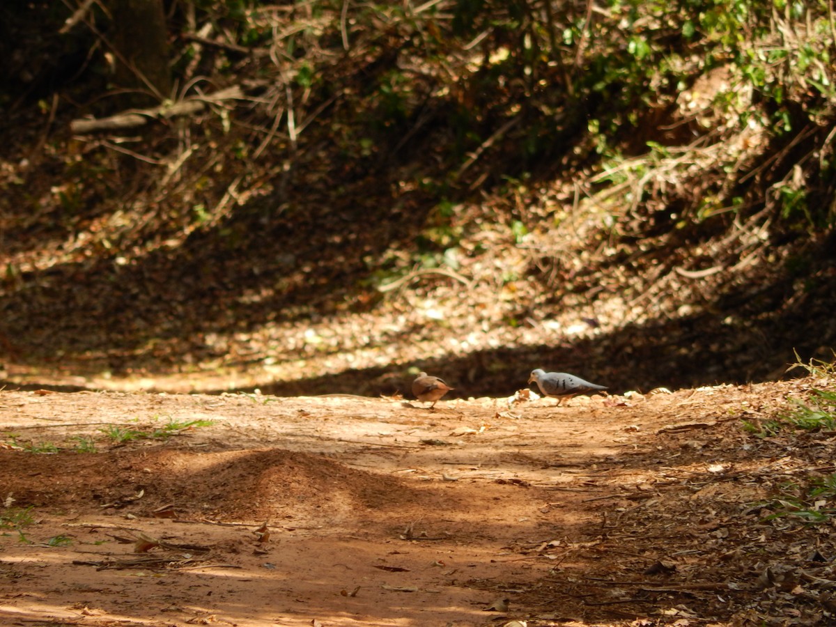 Blue Ground Dove - ML646176910