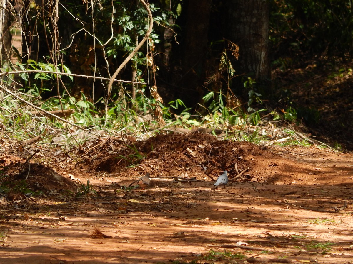 Blue Ground Dove - ML646176911