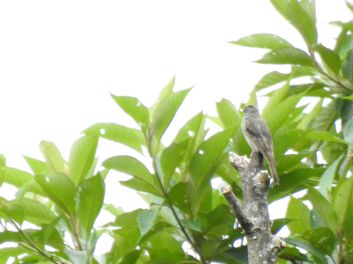 Western Wood-Pewee - ML646176914