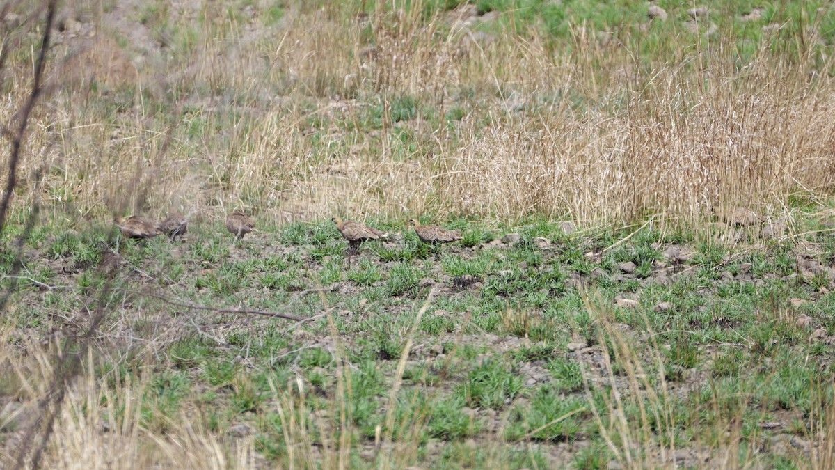 Madagascar Sandgrouse - ML646176919