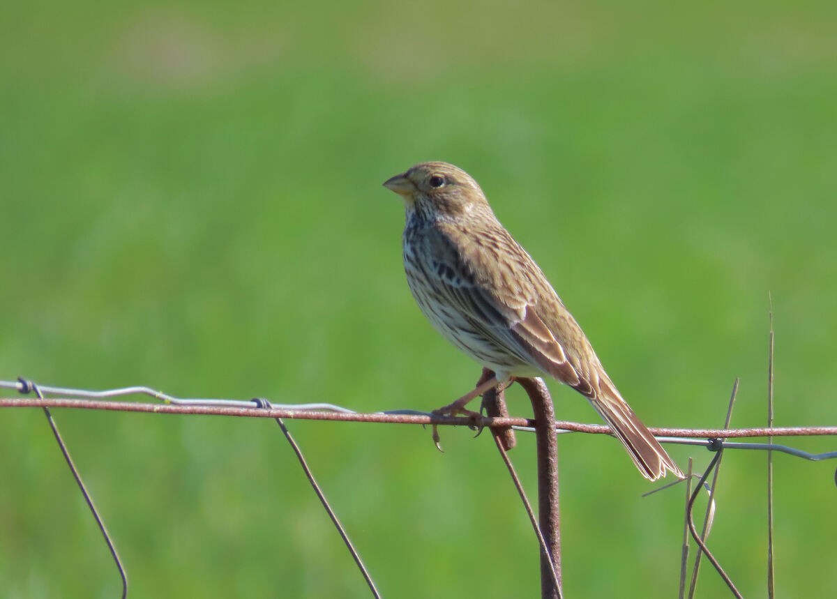גיבתון עפרוני - ML646176920