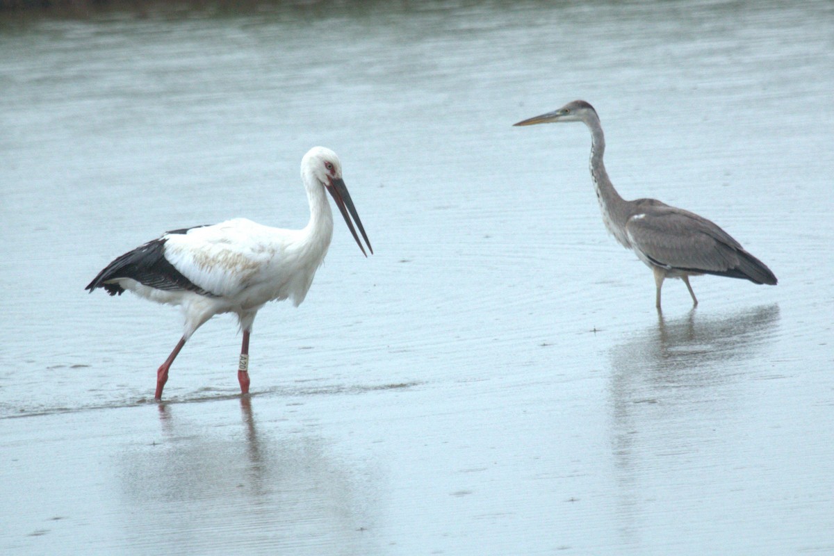 Schwarzschnabelstorch - ML646176927