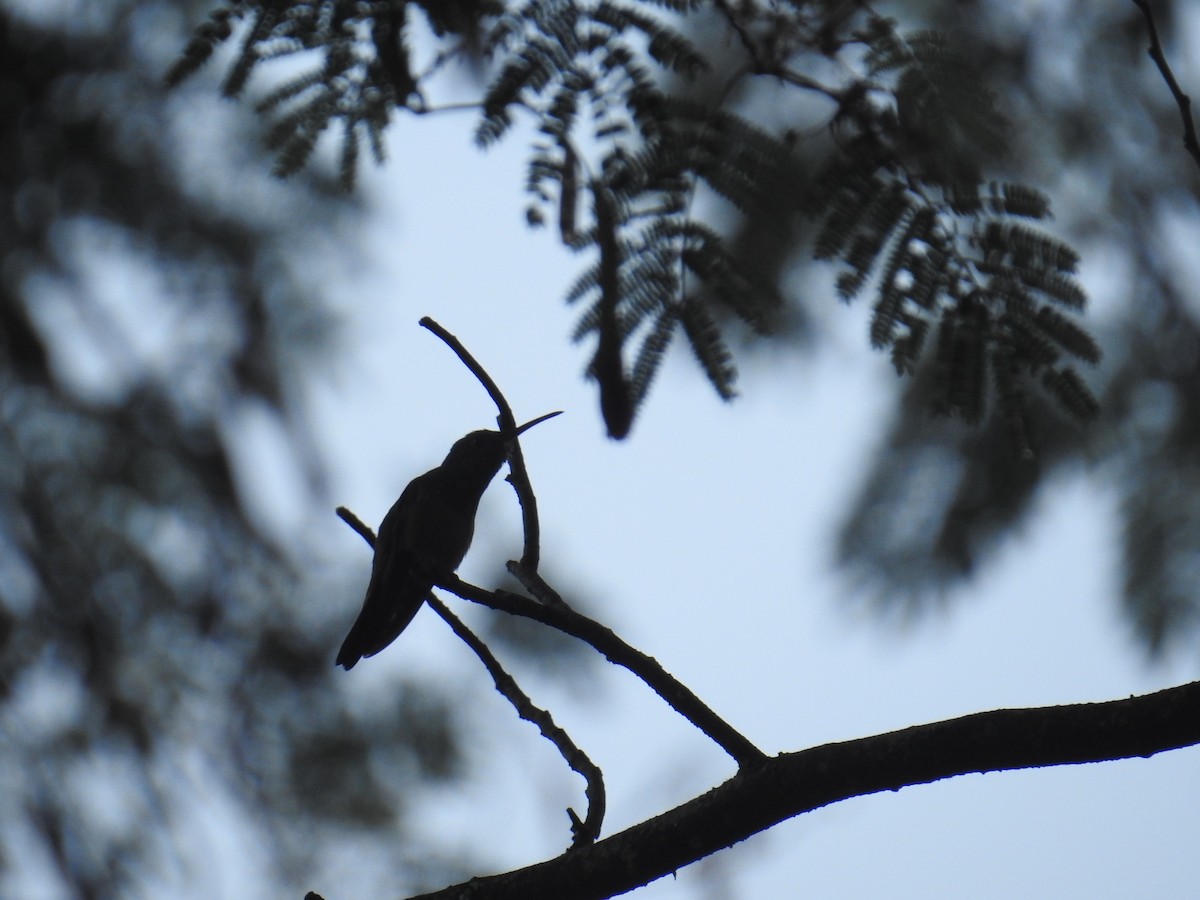 Green-breasted Mango - ML646176929
