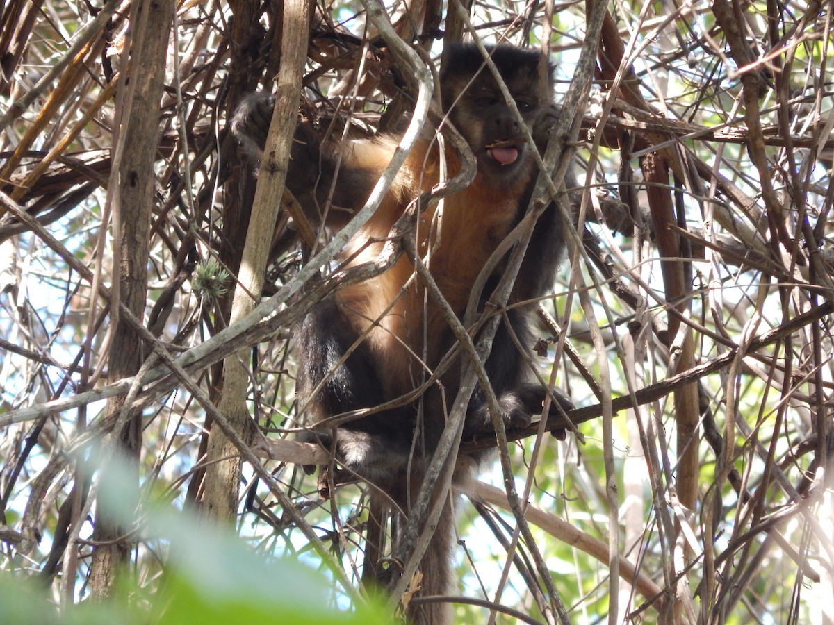 Robust Capuchins - ML646176939