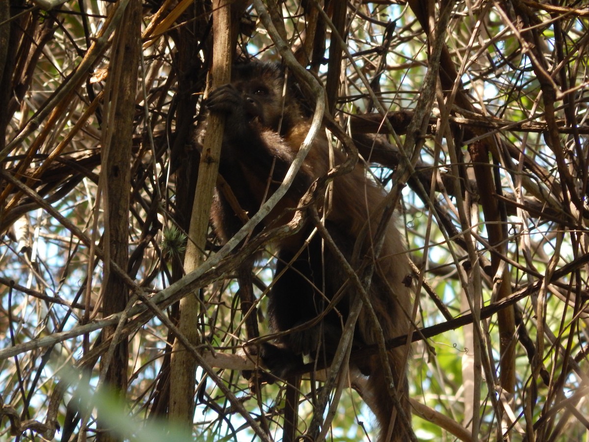 Robust Capuchins - ML646176940