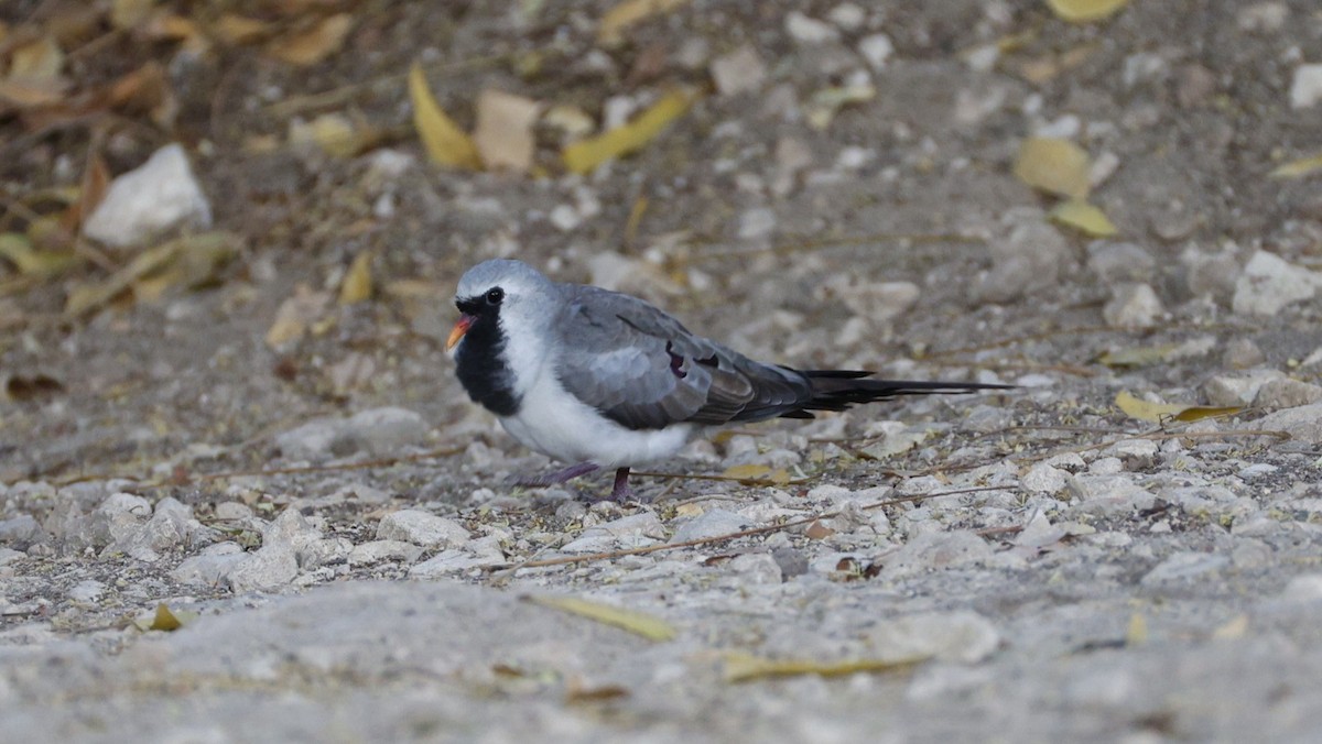 Namaqua Dove - ML646176943