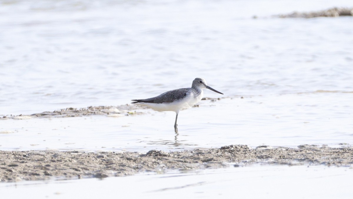 Common Greenshank - ML646176982