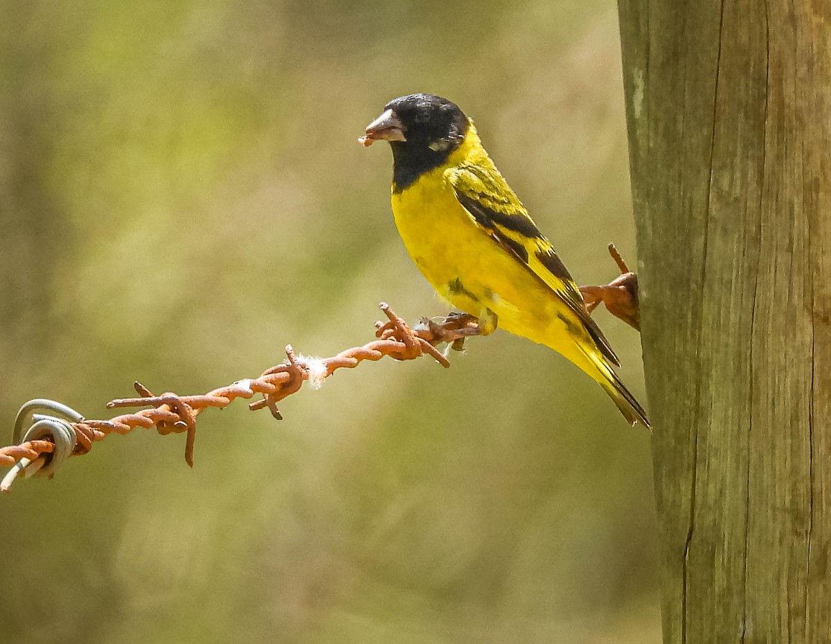 Hooded Siskin - ML646176984
