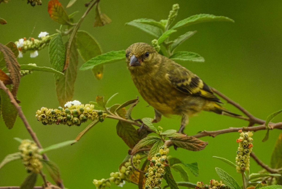 Hooded Siskin - ML646176985