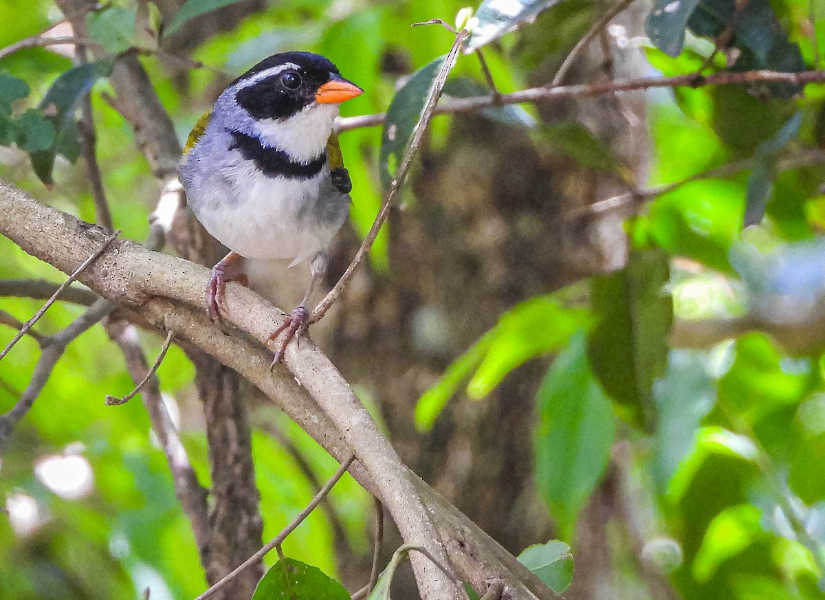 Saffron-billed Sparrow (Saffron-billed) - ML646176993