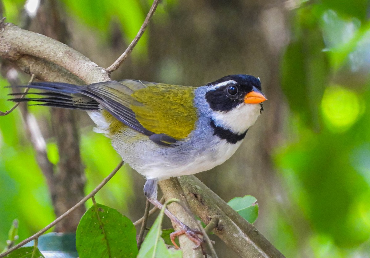 Saffron-billed Sparrow (Saffron-billed) - ML646176994
