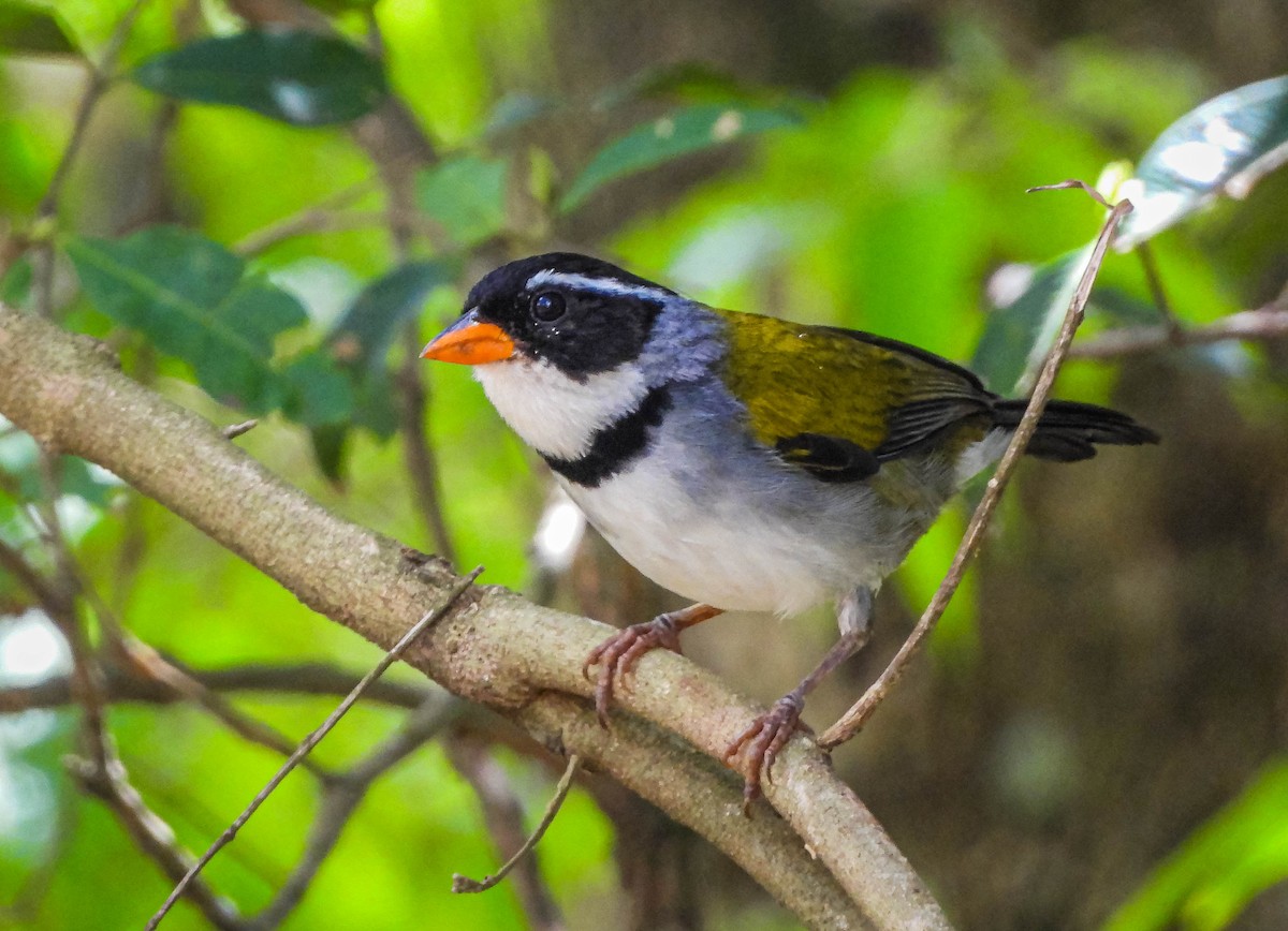 Saffron-billed Sparrow (Saffron-billed) - ML646176995