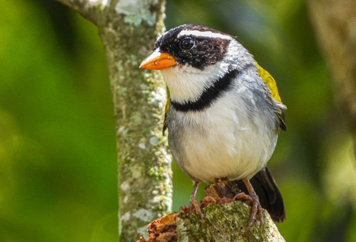 Saffron-billed Sparrow (Saffron-billed) - ML646176996