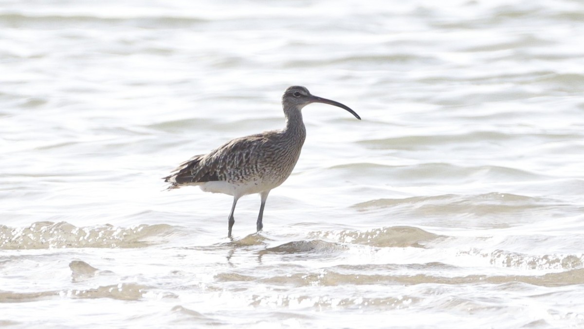 Eurasian Whimbrel (European) - ML646176997