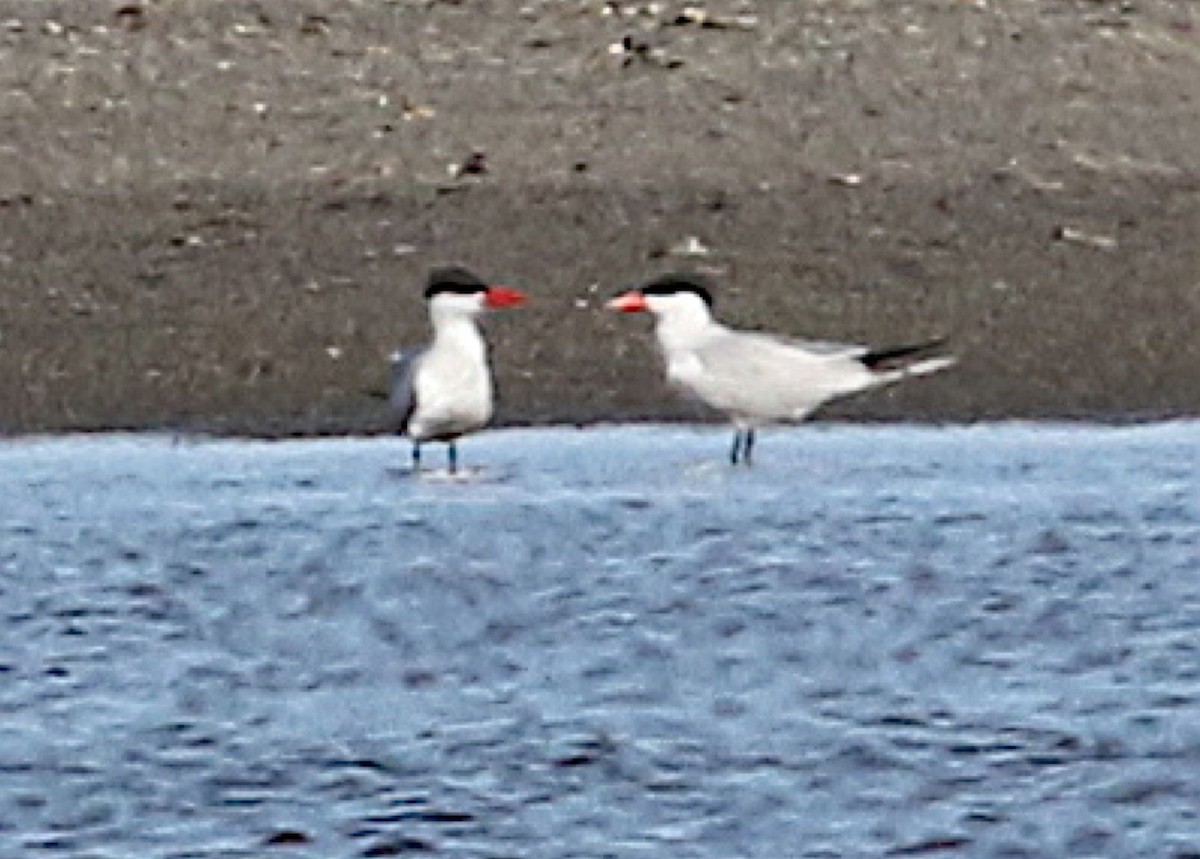 rybák velkozobý - ML646176998