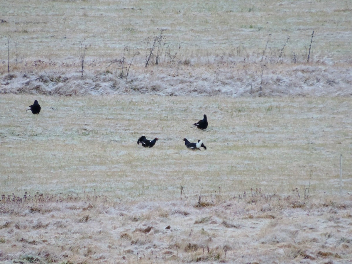 tetřívek obecný - ML646176999