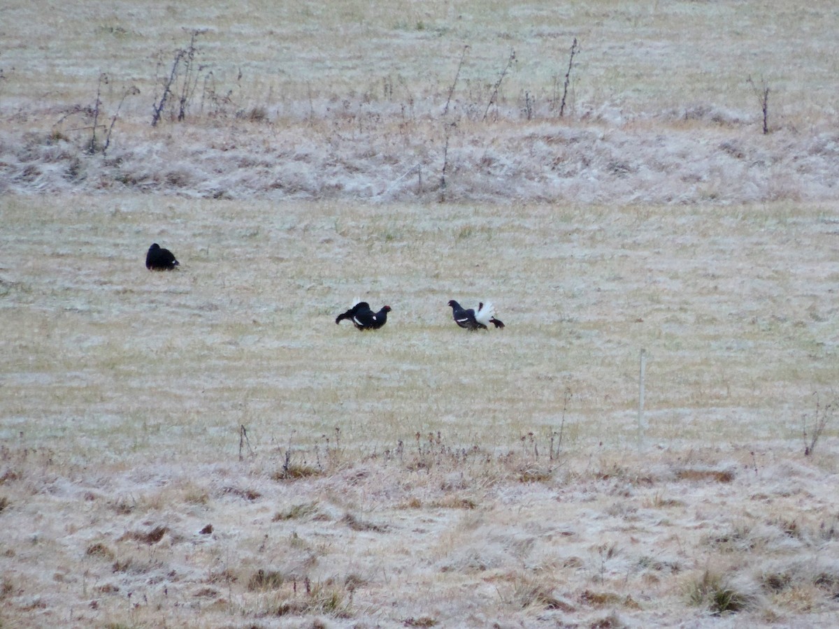 tetřívek obecný - ML646177000