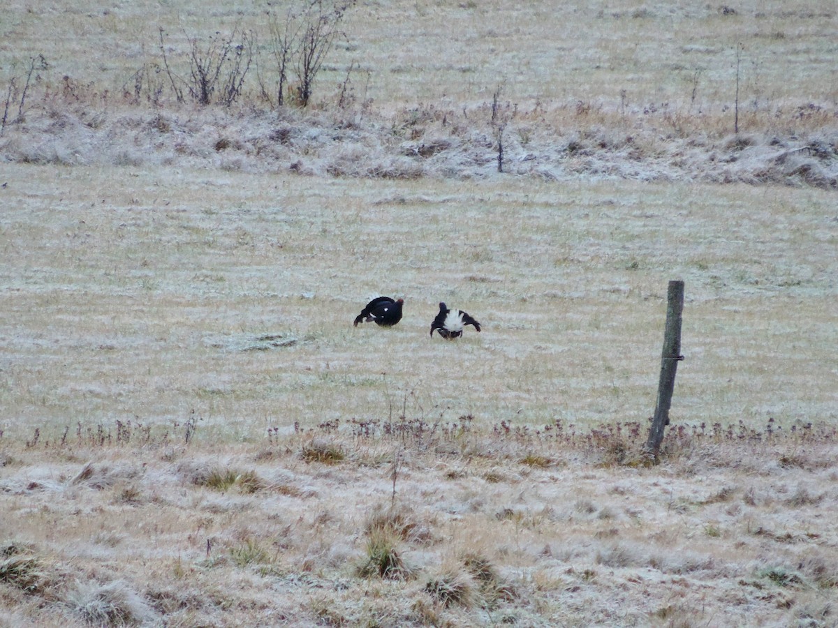 tetřívek obecný - ML646177001