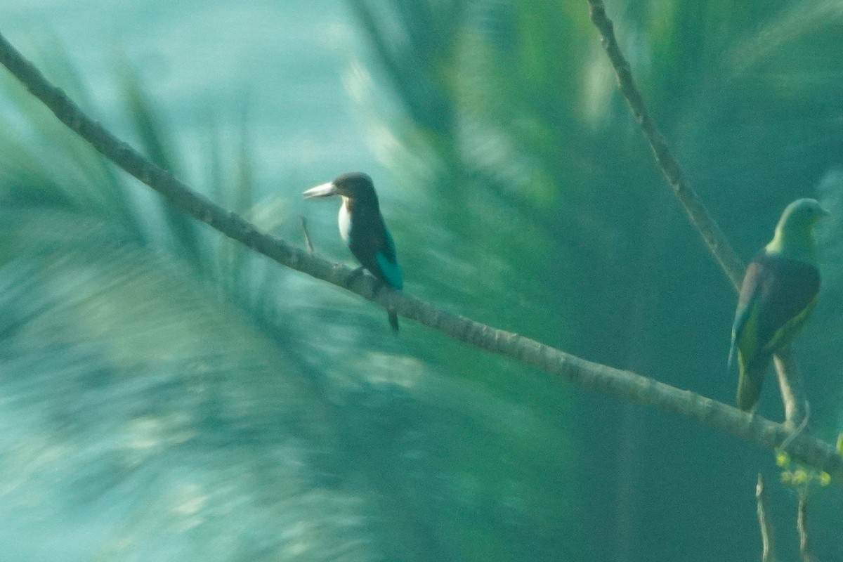 White-throated Kingfisher - ML646177002