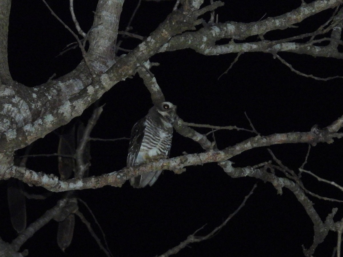 White-browed Owl - ML646177005