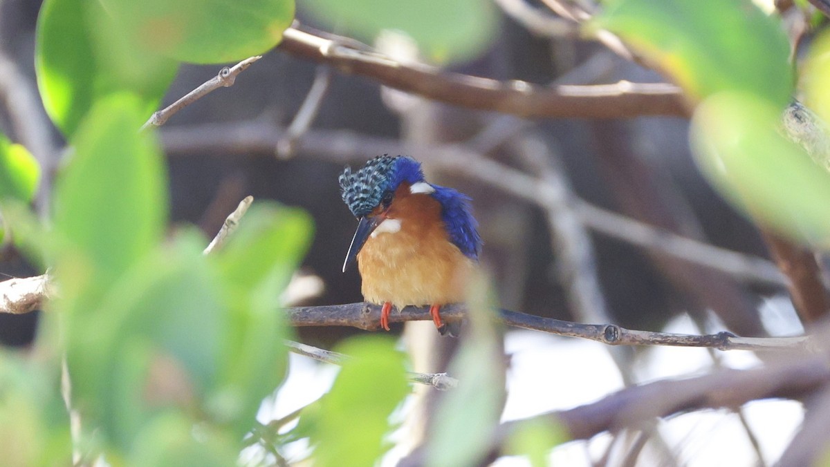 Malagasy Kingfisher - ML646177018