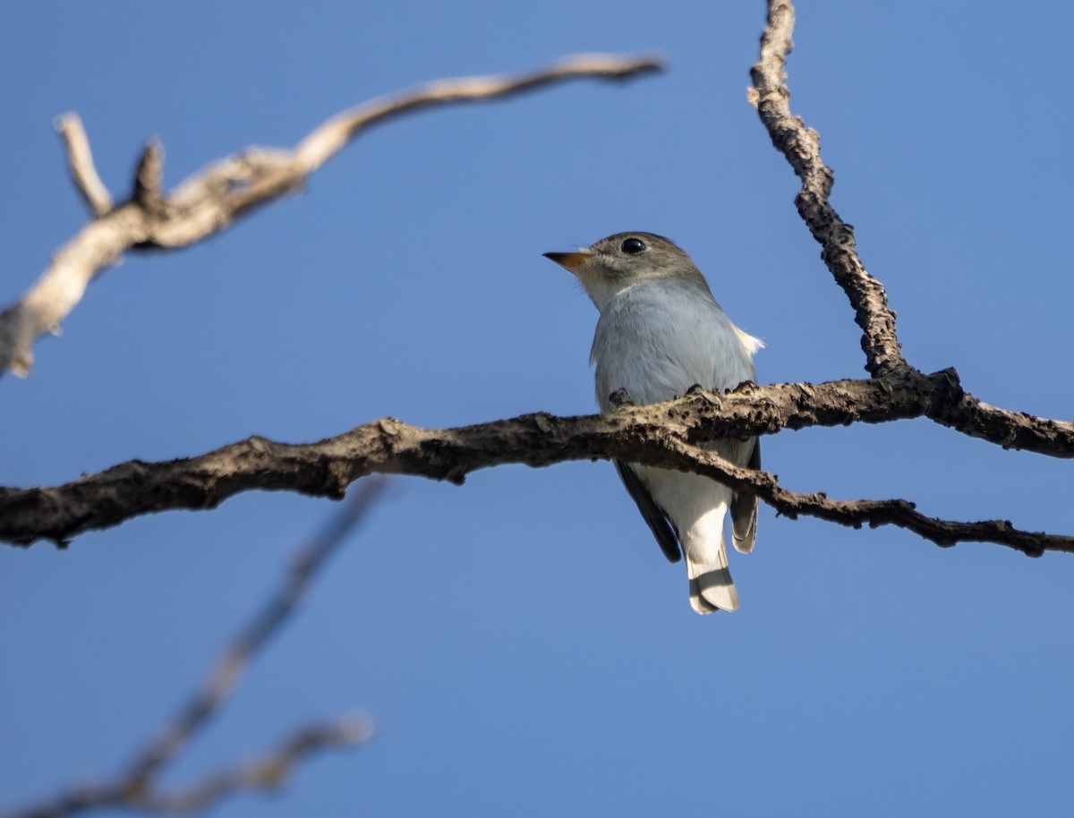 Asian Brown Flycatcher - ML646177030