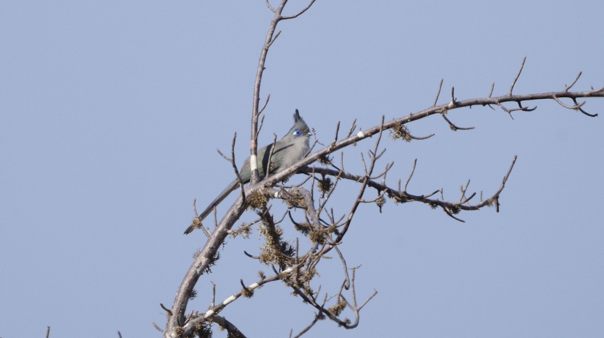 Verreaux's Coua - ML646177037