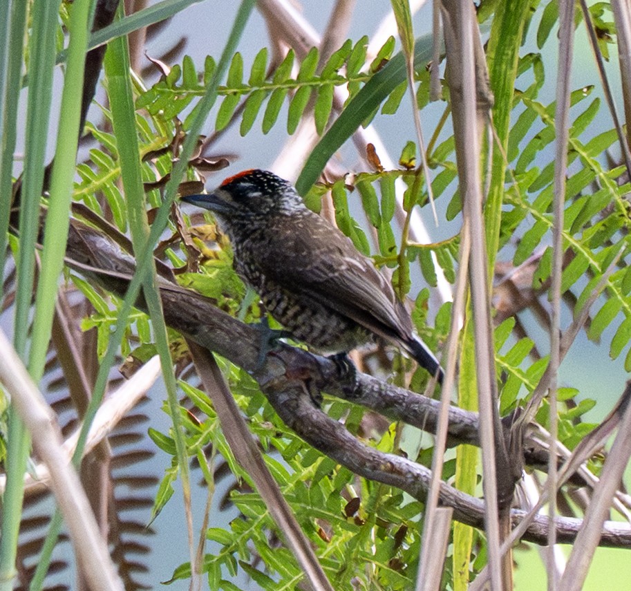 Spotted Piculet - ML646177038