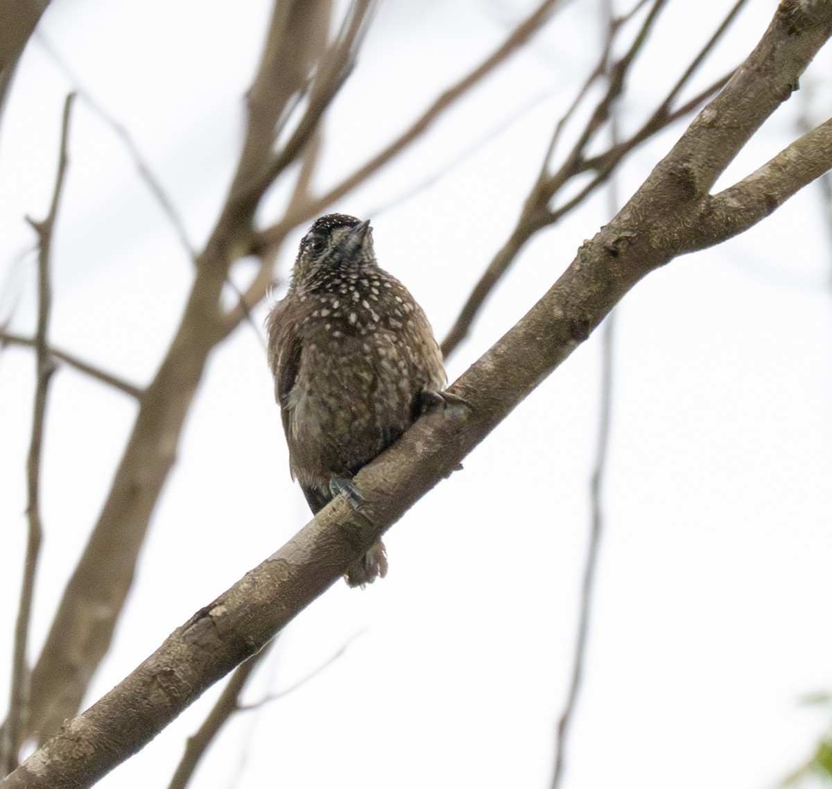 Spotted Piculet - ML646177039