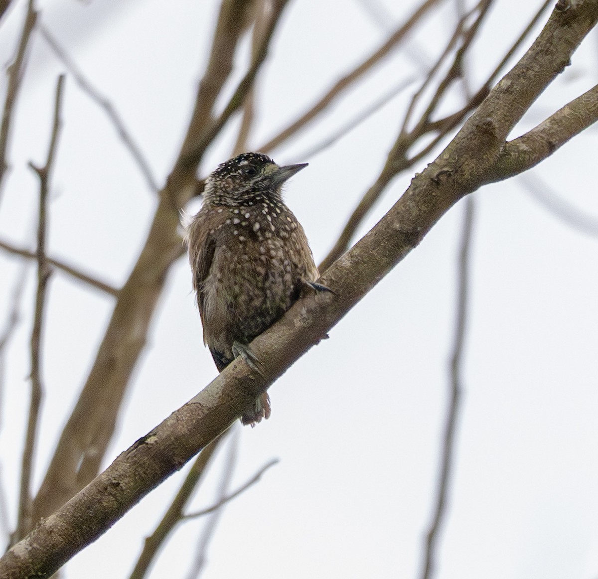 Spotted Piculet - ML646177040