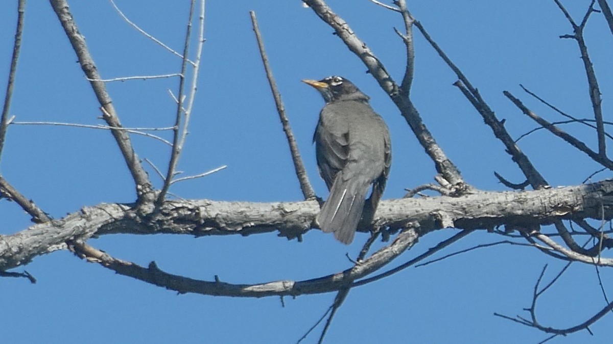 American Robin - ML646177045