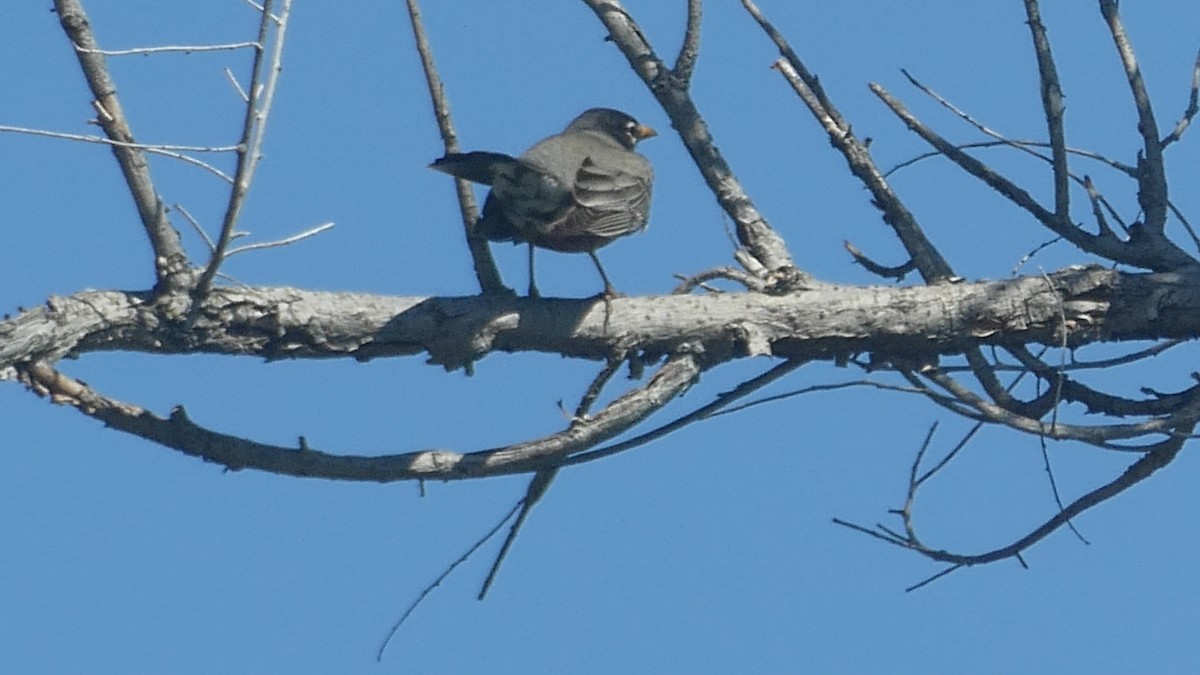 American Robin - ML646177046