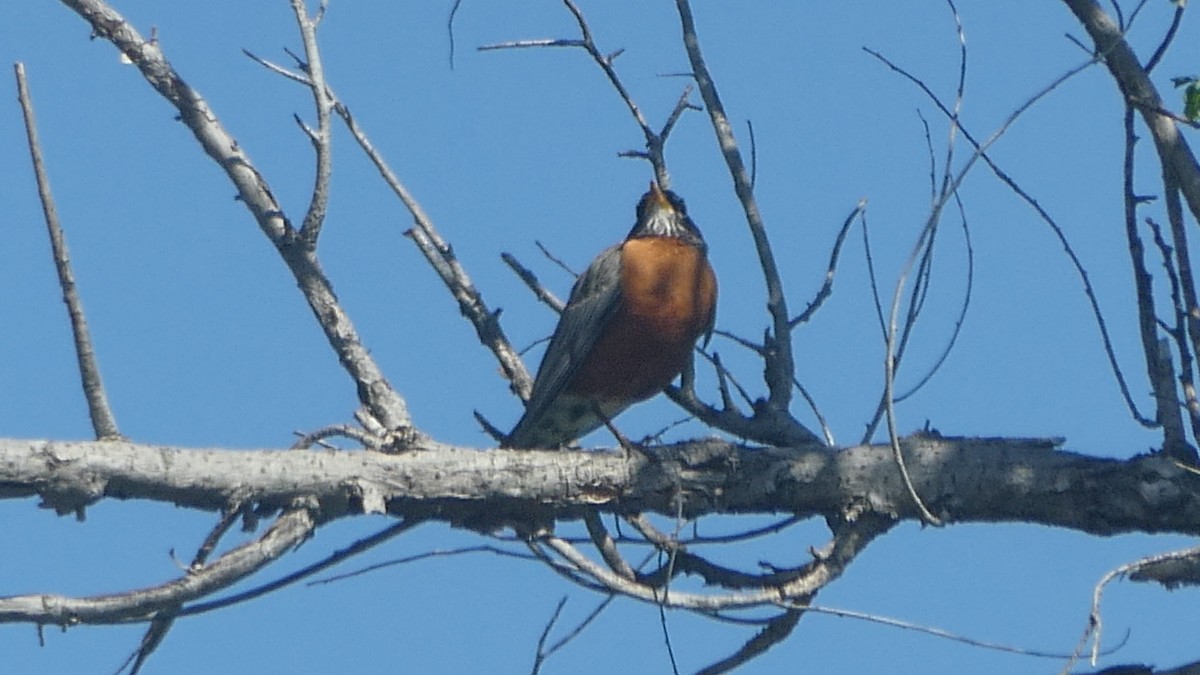 American Robin - ML646177047