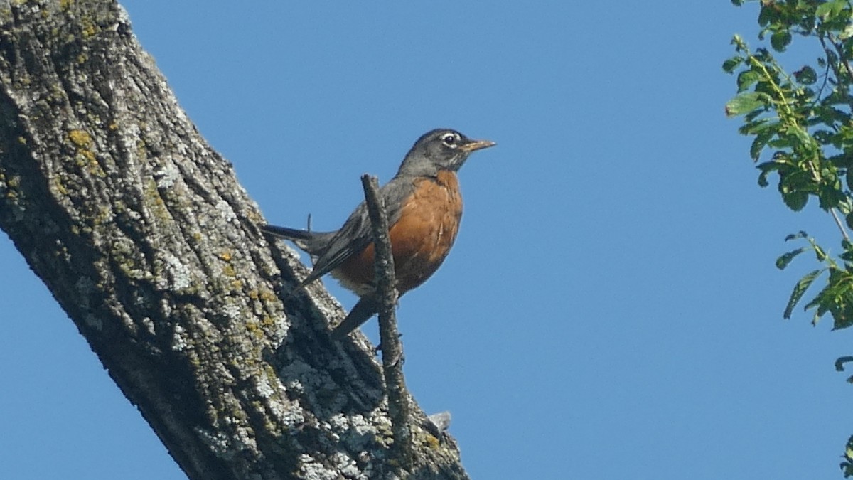 American Robin - ML646177048