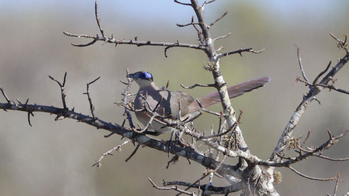 Olive-capped Coua - ML646177052