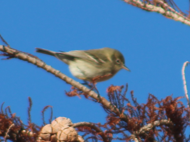 סבכון אורנים - ML646177054
