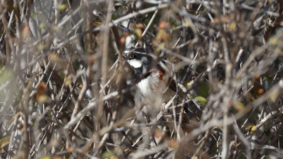 Red-shouldered Vanga - ML646177060